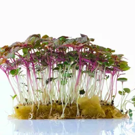 Микрозелень периллы (shiso) красной XXL